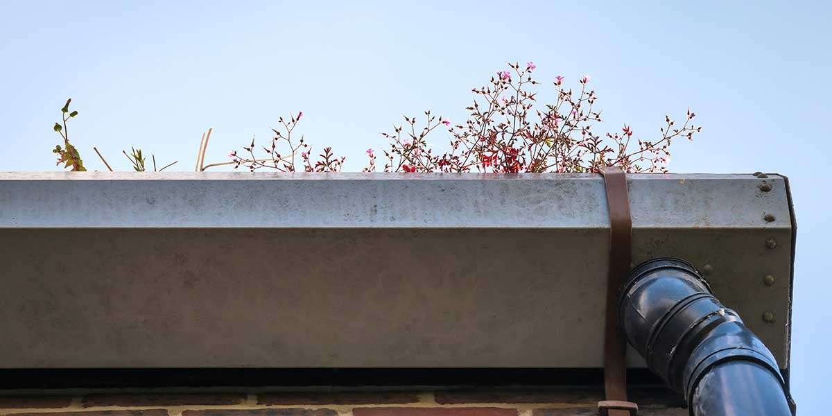 Plants and organic debris growing inside clogged metal roof gutters, showing how spring catkins and pollen accumulate over time.